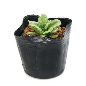 (ビオトープ)水生植物 品種系クリンソウ 桃花...の詳細画像2