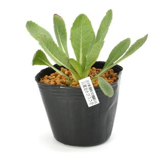 （ビオトープ）水生植物　黄花クリンソウ（１ポット）　湿生植物