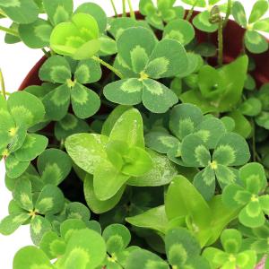（ビオトープ）水生植物　メダカの鉢にも入れられる水生植物　ムチカとウォーターバコパの寄せ植え（１ポット）（バコパ挿したて）
