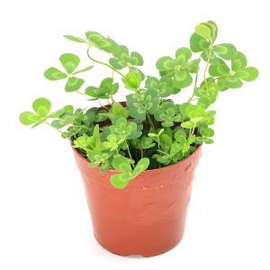 (ビオトープ)水生植物 メダカの鉢にも入れられ...の詳細画像1