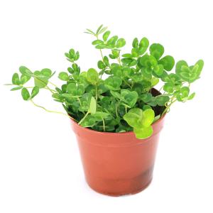 (ビオトープ)水生植物 メダカの鉢にも入れられ...の詳細画像1