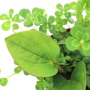 （ビオトープ）水生植物　メダカの鉢にも入れられる水生植物　ムチカとレッドサウルルスの寄せ植え（１ポット）（レッドサウルルス挿したて）
