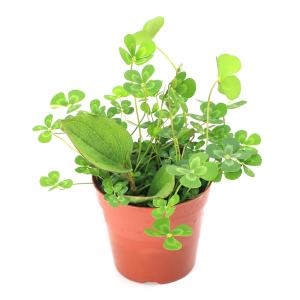 (ビオトープ)水生植物 メダカの鉢にも入れられ...の詳細画像1