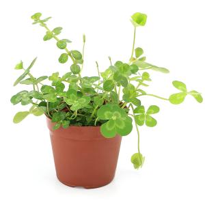（ビオトープ）水生植物　メダカの鉢にも入れられる水生植物　ムチカと緑系ロタラの寄せ植え（１ポット）（ロタラ挿したて）