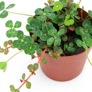 (ビオトープ)水生植物 メダカの鉢にも入れられ...の詳細画像1