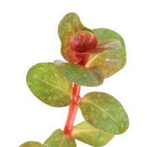 (ビオトープ)水生植物 メダカの鉢にも入れられ...の詳細画像2
