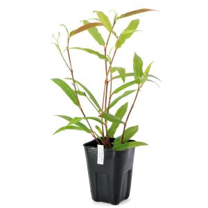 （ビオトープ）水生植物　ナツノウナギツカミ（無農薬）（１ポット）　抽水植物