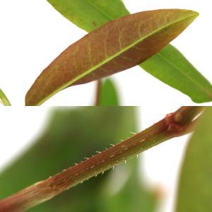 (ビオトープ)水生植物 ナツノウナギツカミ(無...の詳細画像1