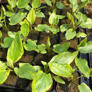 (ビオトープ)水生植物 斑入りハンゲショウ(1...の詳細画像2