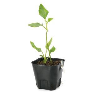(ビオトープ)水生植物 斑入りハンゲショウ(1...の詳細画像3