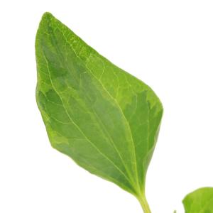 (ビオトープ)水生植物 斑入りハンゲショウ(1...の詳細画像4