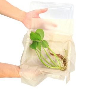（ビオトープ）水生植物　アマゾンフロッグビット（水上葉）（無農薬）３号（１ポット）