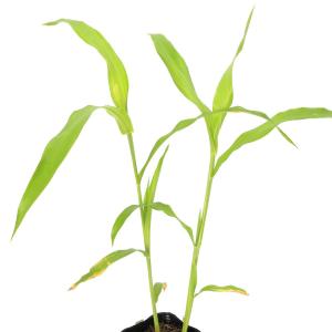 (山野草)ハトムギ 3号(1ポット)の詳細画像3