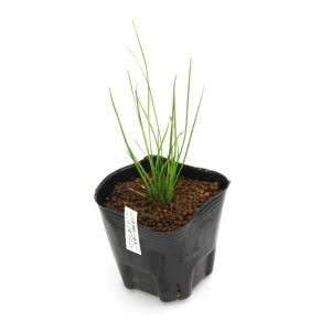 (ビオトープ)水生植物 ハタベカンガレイ(無農...の詳細画像1