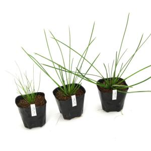(ビオトープ)水生植物 ハタベカンガレイ(無農...の詳細画像2