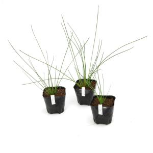 (ビオトープ)水生植物 アイノコカンガレイ(無...の詳細画像1