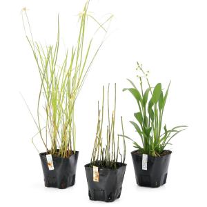 （ビオトープ）水生植物　迷ったらコレ！ビオ植物３点セット（ナガバオモダカ、シラサギカヤツリ、ミズトクサ）（休眠状態）