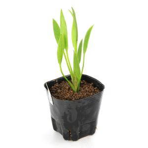 (ビオトープ)水生植物 アズミノヘラオモダカ(...の詳細画像1