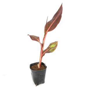 (ビオトープ)水生植物 カンナ ダーバン 4号...の詳細画像1