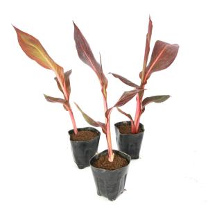 (ビオトープ)水生植物 カンナ ダーバン 4号...の詳細画像2