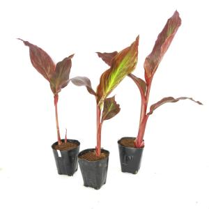 (ビオトープ)水生植物 カンナ インディアン ...の詳細画像2