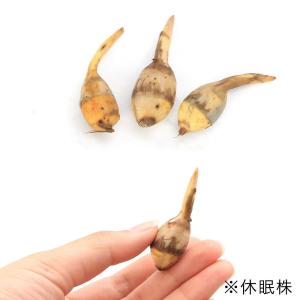 （ビオトープ）水生植物　吹田クワイ（１ポット）　抽水植物　家庭菜園（休眠状態）