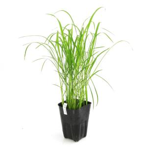 （ビオトープ）水生植物　お米の苗　酒米　亀の尾（カメノオ）観賞用稲　３号（無農薬）（１ポット）