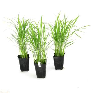 (ビオトープ)水生植物 お米の苗 酒米 亀の尾...の詳細画像1