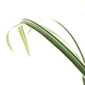 (山野草)リュウノヒゲ ミスキャンタス 2.5...の詳細画像2