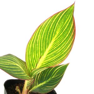 （ビオトープ）水生植物　カンナ　ビューイエロー　４号（１ポット）
