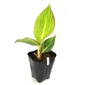 (ビオトープ)水生植物 カンナ ビューイエロー...の詳細画像1