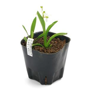 (ビオトープ)水生植物 ヒロハオモダカ(無農薬...の詳細画像1