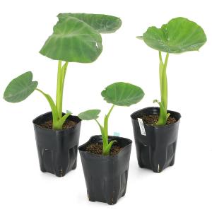 (ビオトープ)水生植物 食用サトイモの苗(1ポ...の詳細画像1
