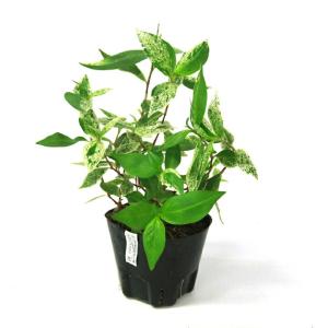 （ビオトープ）水生植物　斑入りイヌタデ　雪桜（無農薬）（１ポット）湿性植物　一年草