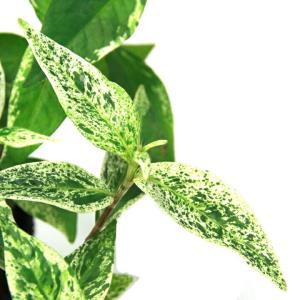 (ビオトープ)水生植物 斑入りイヌタデ 雪桜(...の詳細画像2