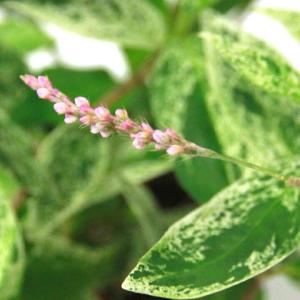 (ビオトープ)水生植物 斑入りイヌタデ 雪桜(...の詳細画像3
