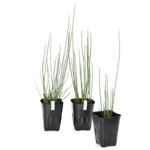 (ビオトープ)水生植物 イヌドクサ(1ポット)の詳細画像2