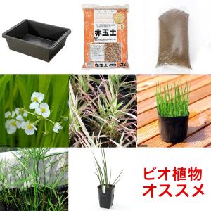 （ビオトープ）簡単ビオトープセット　ビオ植物１０点＋トロ船＋風山石＋培養土　本州四国限定