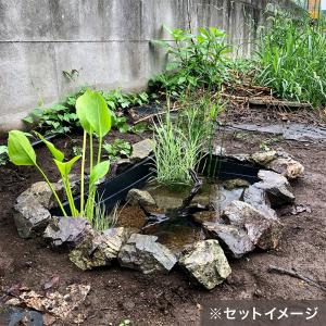(ビオトープ)簡単ビオトープセット ビオ植物1...の詳細画像1