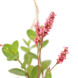 （ビオトープ）水生植物　アイタデ（藍蓼）（１ポット）湿性植物　一年草