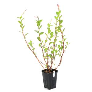 (ビオトープ)水生植物 アイタデ(藍蓼)(1ポ...の詳細画像1