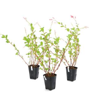 (ビオトープ)水生植物 アイタデ(藍蓼)(1ポ...の詳細画像2