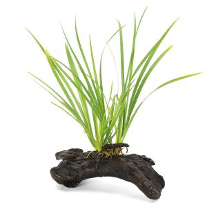 （ビオトープ）巻きたて　セキショウ（アコルス）流木Ｓサイズ（約１５ｃｍ）（1本）常緑性湿性植物
