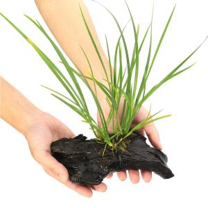 (ビオトープ)巻きたて セキショウ(アコルス)...の詳細画像1