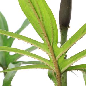(ビオトープ)水生植物 ミズヤツデ(ラシア ス...の詳細画像2