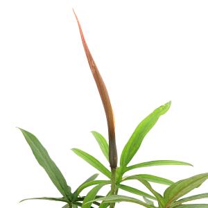 (ビオトープ)水生植物 ミズヤツデ(ラシア ス...の詳細画像3