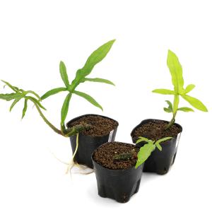 (ビオトープ)水生植物 ミズヤツデ(ラシア ス...の詳細画像5