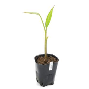 (ビオトープ)水生植物 ティフォノドルム・リンド...の商品画像