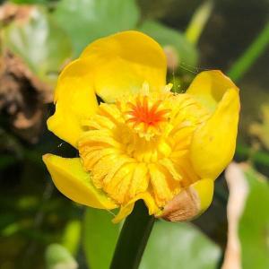 （ビオトープ）水生植物　河骨　セイヨウコウホネ（中国便）（無農薬）（１ポット）　浮葉植物