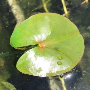 (ビオトープ)水生植物 河骨 セイヨウコウホネ...の詳細画像1